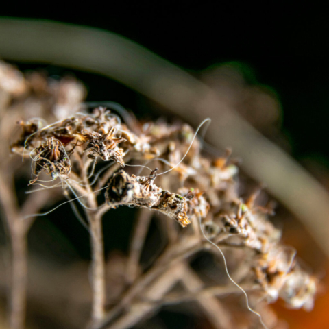 Kolaśniewski Adam – 1