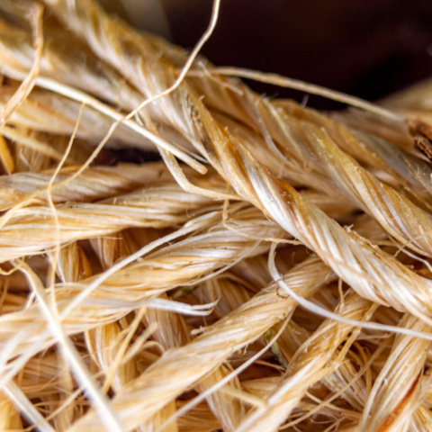 Kolaśniewski Adam – 2