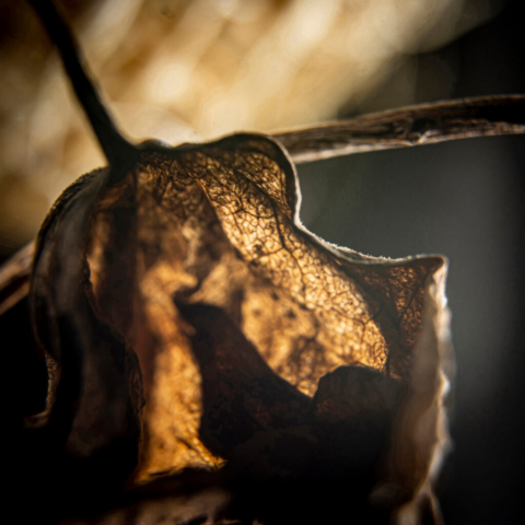 Kolaśniewski Adam – 3